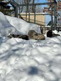 【旭川動物園｜北海道的雪國奇趣樂園】