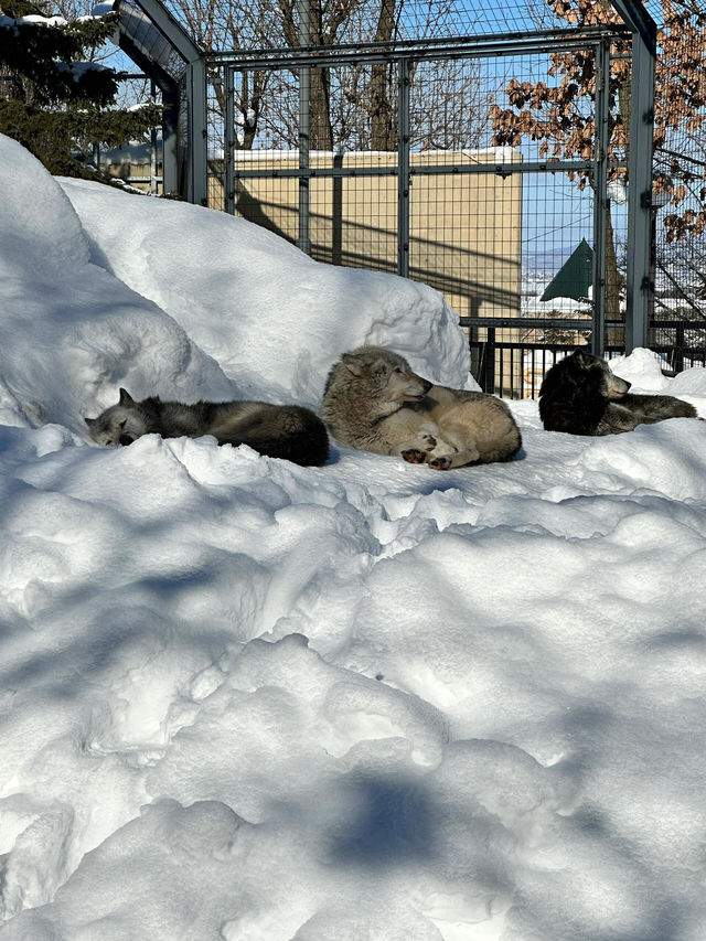 【旭川動物園｜北海道的雪國奇趣樂園】