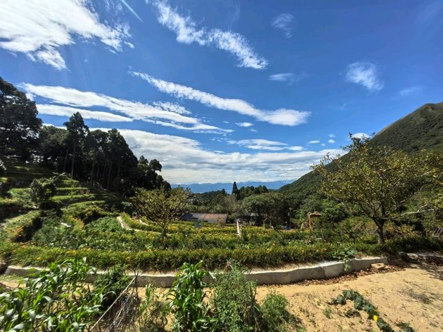 竹子湖故鄉金針花農園