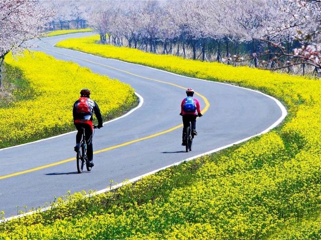 🌼 녹산로 유채꽃길 – 봄을 물들이는 노란 물결 🌼 녹산로 유채꽃길 – 봄을 물들이는 노란 물결