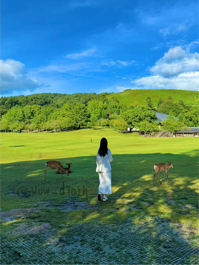 🦌 나라 사슴공원에서 인생샷 도전!