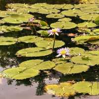 Cyberjaya Lake Gardens 