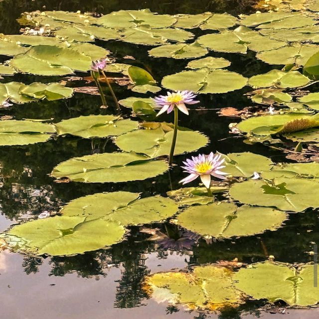 Cyberjaya Lake Gardens 