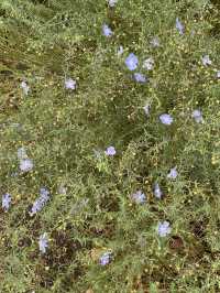 ใใใฅใผใธใผใฉใณใใปใใใผใใณใๅญฃ็ฏใฎ่ฑใ
ใจ็ใใฎ็ฉบ้ใใใใผใใณใปใใฟใใใฏใปใฌใผใใณใ๐ผ๐๏ธ