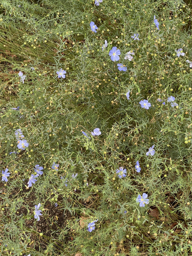 ใใใฅใผใธใผใฉใณใใปใใใผใใณใๅญฃ็ฏใฎ่ฑใ
ใจ็ใใฎ็ฉบ้ใใใใผใใณใปใใฟใใใฏใปใฌใผใใณใ๐ผ๐๏ธ ใใใฅใผใธใผใฉใณใใปใใใผใใณใๅญฃ็ฏใฎ่ฑใ
ใจ็ใใฎ็ฉบ้ใใใใผใใณใปใใฟใใใฏใปใฌใผใใณใ๐ผ๐๏ธ