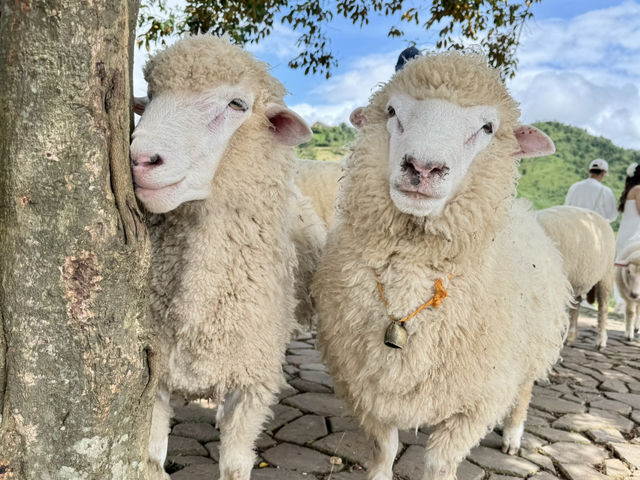 Akha FarmVille 🐑🎠⛰️