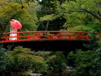 🍁✨ Miyajima – Momijidani Park & Itsukushima Shrine ✨⛩️
