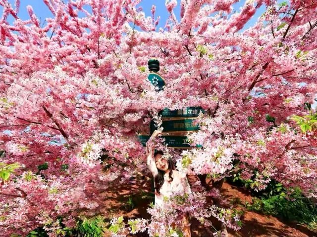 賞花好去處鬱金香田美景🌷🌹
