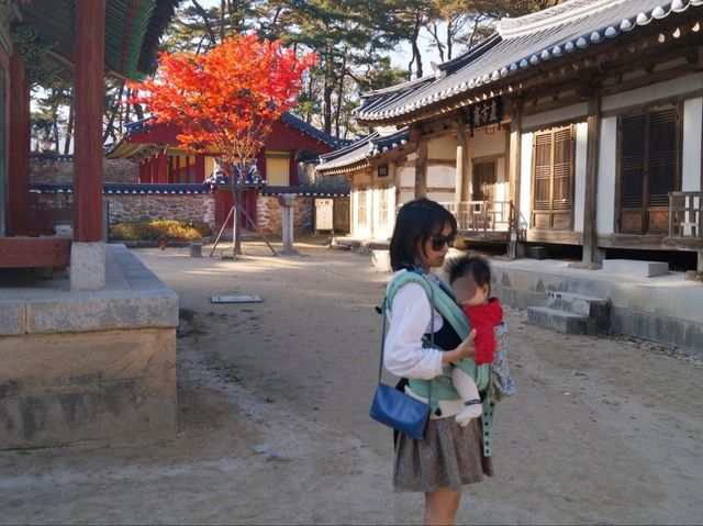 은행잎이 노랗게 물든 영주선비촌🍂가을 산책