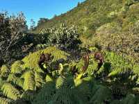 Zealandia Te Mara a Tane A Hidden Haven for Wildlife and Wonder