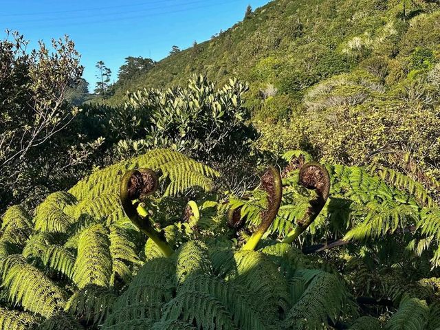 Zealandia Te Mara a Tane A Hidden Haven for Wildlife and Wonder Zealandia Te Mara a Tane A Hidden Haven for Wildlife and Wonder