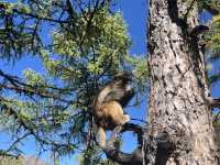 Đạo Thành Á Đinh Tháng 10 - 10月的稻城亚丁