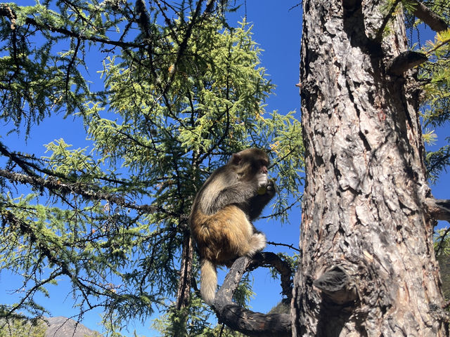 Đạo Thành Á Đinh Tháng 10 - 10月的稻城亚丁