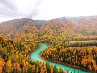 “Golden Forest of Kanas Lake”