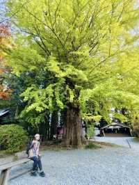 《巨杉守護的靜謐時光•北口本宮富士淺間神社》