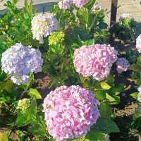 Tropical Adventure from Cool Mountain Foothills to Sun light Islands