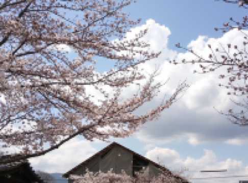 🌸大阪城櫻花｜城市中最浪漫的粉色海洋