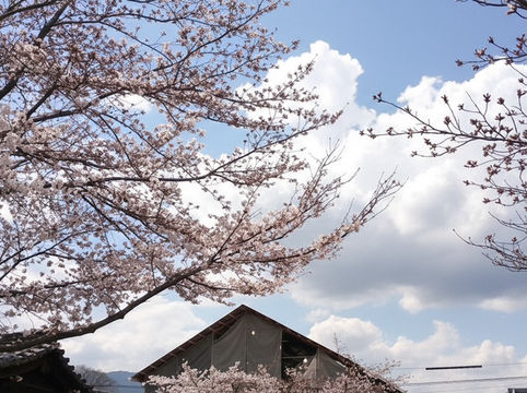 🌸大阪城櫻花｜城市中最浪漫的粉色海洋