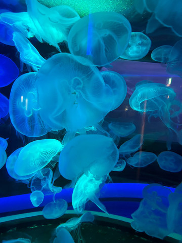 香川🇯🇵】幻想的な水槽がある水族館🐟 | Trip.com