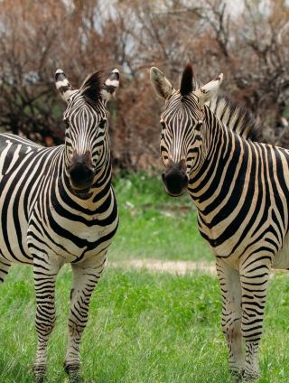 🇿🇼✨ **Zimbabwe — An Unforgettable Journey Into Africa’s Wild Beauty