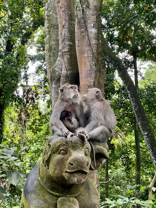🐒 Hutan Monyet Ubud: Hutan yang Dipenuhi Monyet & Kuil Kuno 🌿