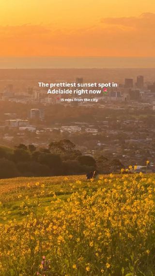 If there’s only one thing you do this spring, let it be watching a sunset in one of Adelaide’s most popular sunset lookouts 😍 📍Mount Osmond Lookout It’s looking absolutely sensational right with all the flowers in bloom! Ughhh what a way to end a day 🥹✨ But it does get soooo busy so do head out there early! You can park along Hayward Dr and walk along an easy trail to get to the lookout. This is your sign to go! #southaustralia #sunsetplaces 