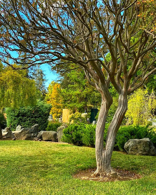🌸 A Peaceful Japanese Oasis: Discovering the Beauty of the Japanese Friendship Garden of Phoenix
