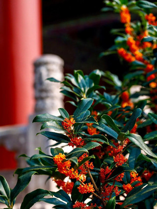 🌼北京太廟 | 當皇家庭院瀰漫著桂花的香氣