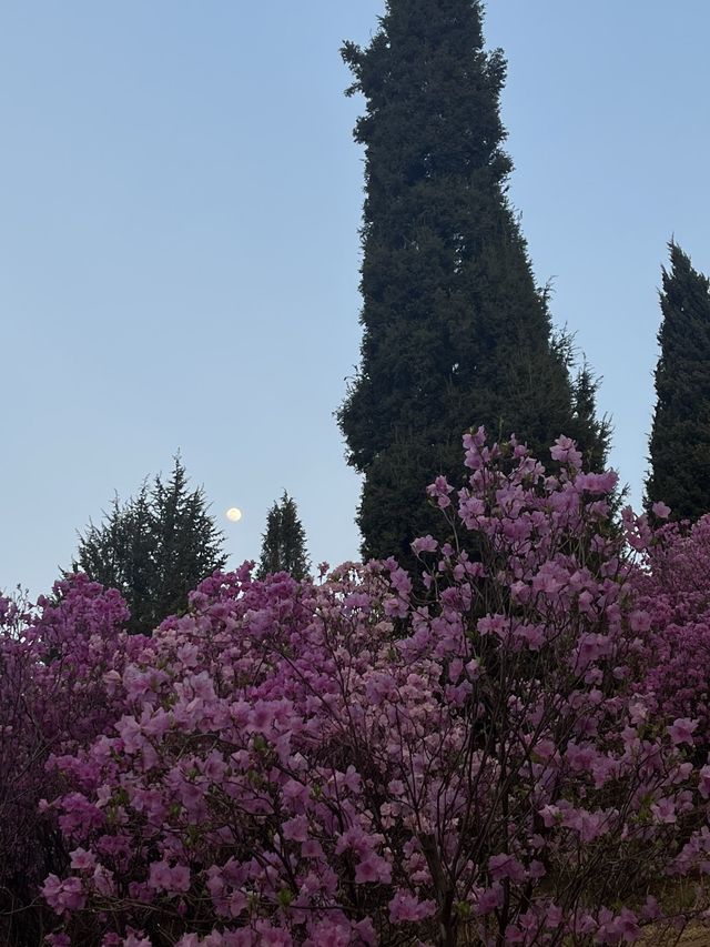 벚꽃과 함께 피어난 분홍빛 파도 부천 🌸진달래동산