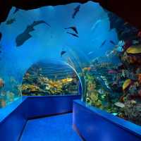 Sharjah Aquarium: A Must-Visit Ocean