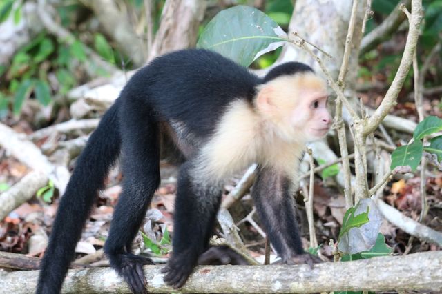 The Best of Costa Rica in Manuel Antonio 🇨🇷🌞