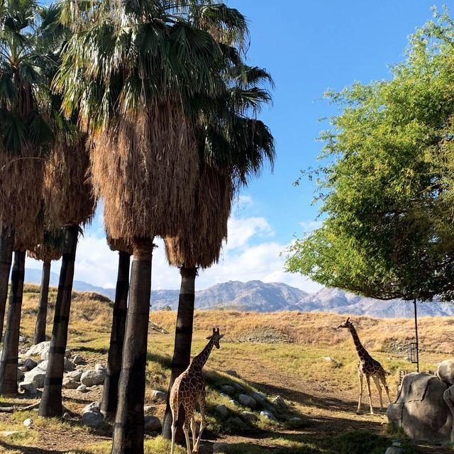 The Living Desert Zoo