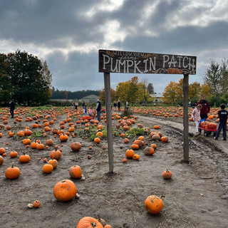 Vancouver Willow View Farm: Pumpkin picking, apple picking, sheep watching, the best time for a weekend getaway
