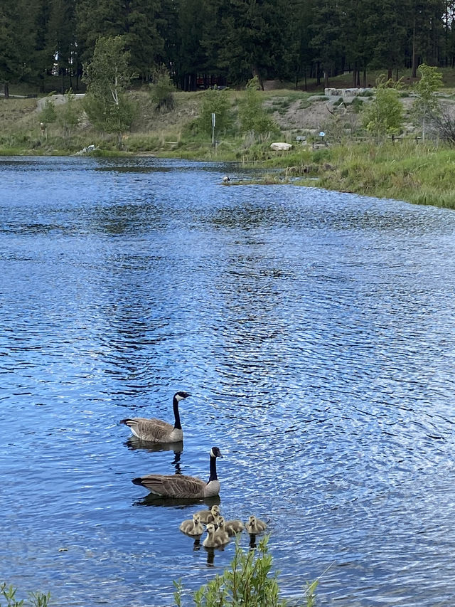 Spring Hike in Marysville, Kimberly BC