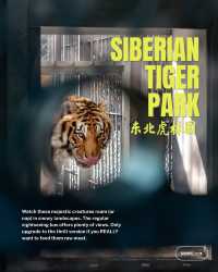 Don't miss out on the magic of Harbin
