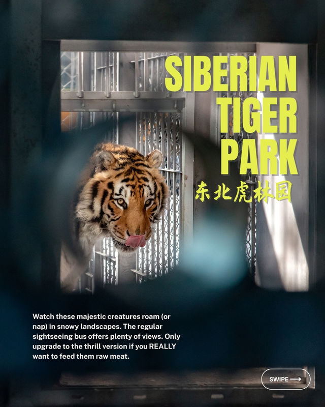 Don't miss out on the magic of Harbin