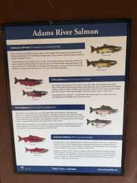 ชมวิถีชีวิตปลาแซลมอนว่านทวนน้ำ 