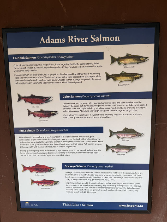 ชมวิถีชีวิตปลาแซลมอนว่านทวนน้ำ 