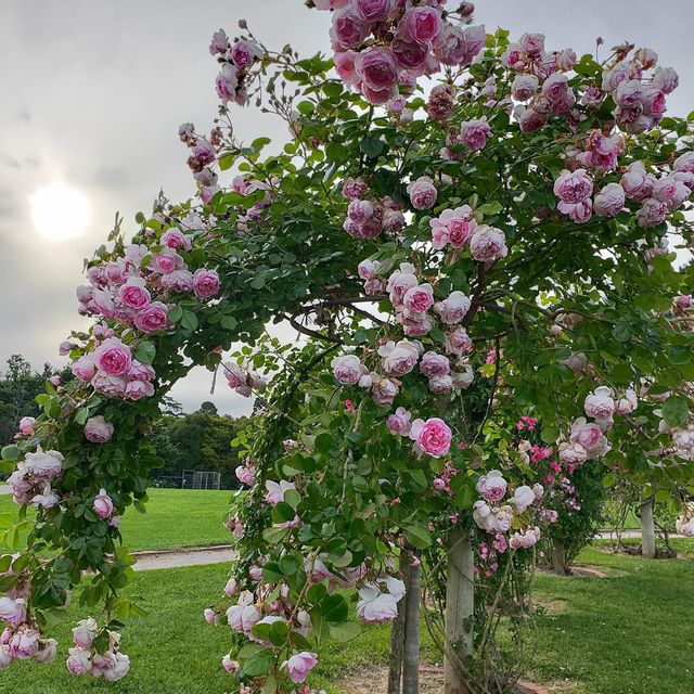 The Beautiful Victoria State Rose Garden 🇦🇺