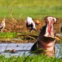 three days safari ngorongoro crater 