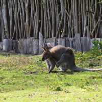Tierpark… Local Zoo Greifswald Germany