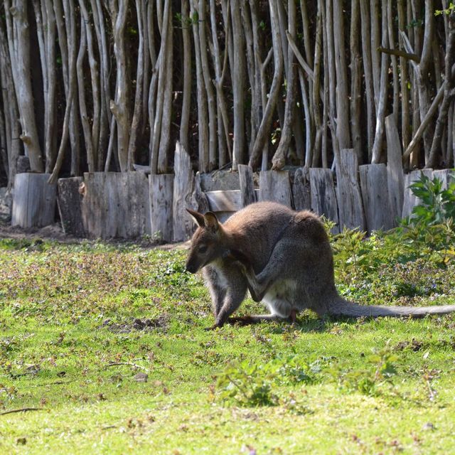 Tierpark… Local Zoo Greifswald Germany