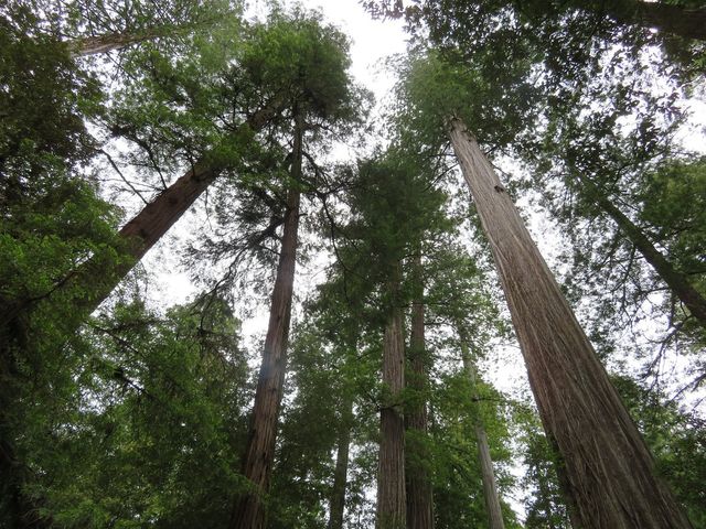 Exploring the Enchanting Redwood Forest