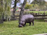 Whipsnade Zoo 🐘