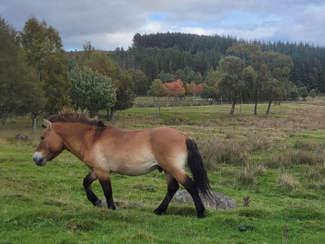 Highland Wildlife Park 🦒