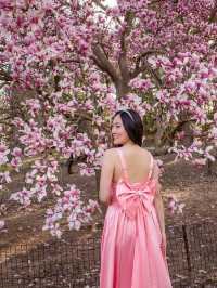 🌸  Brooklyn Botanic Garden 🇺🇸 