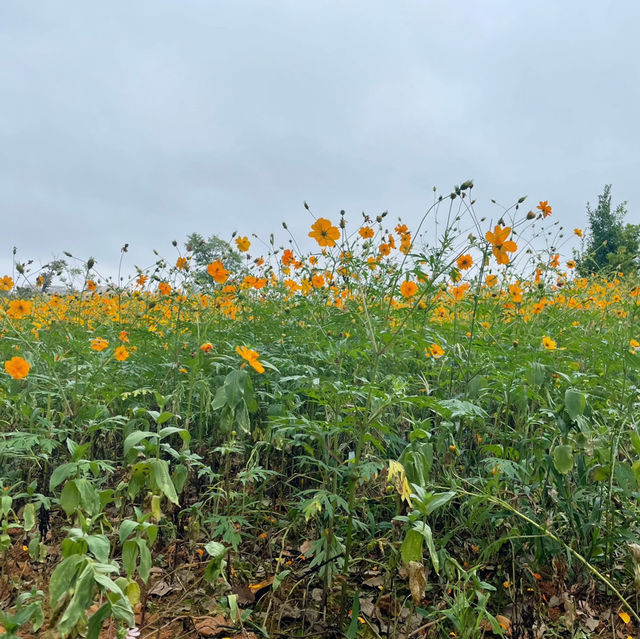 A Day at Yanghu Wetland Park: Early Autumn Stroll