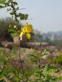 Twilight in Hampi: A Magical Transformation