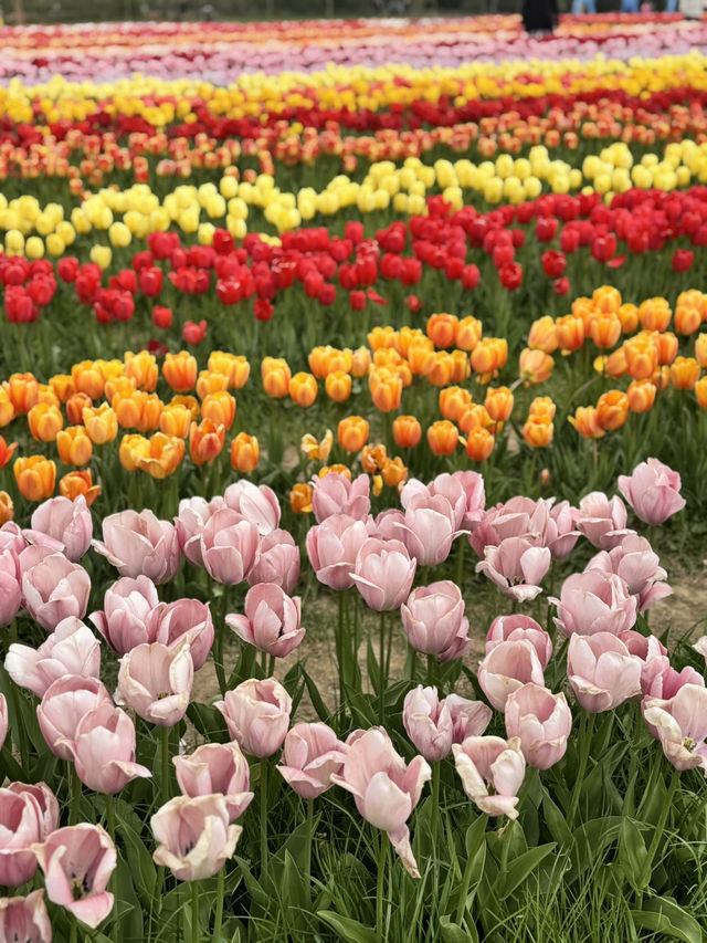 Tulips dream 💐 🌷 