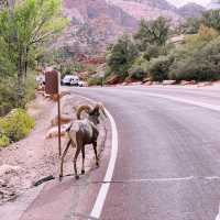 🚐 Zion National Park Transportation Tips: How to Get Around Like a Pro 🚌🌄